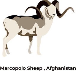 Marcopolo Sheep