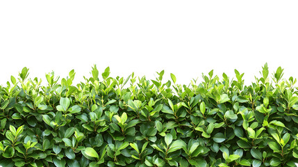 Lush green hedge with new growth at the top isolated on transparent background