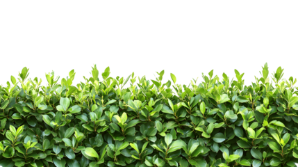 Lush green hedge with new growth at the top isolated on transparent background