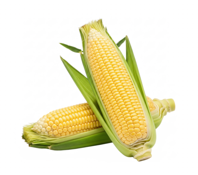 Fresh corn on the cob isolated for food packaging and agricultural design