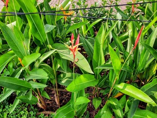 blooming heliconia flower surrounded by lush green leaves