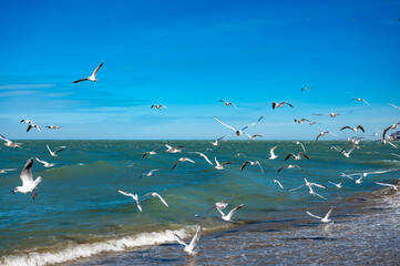 Seagulls in Flight Over Caspian Sea Beach in Makhachkala