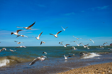Seagulls in Flight Over Caspian Sea Beach in Makhachkala