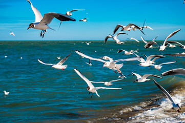 Seagulls in Flight Over Caspian Sea Beach in Makhachkala