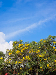 Fototapeta premium Bright yellow flowering Trumpet tree (tabebuia) blooming under vibrant blue sky with scattered white clouds in a sunny