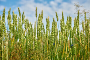 Fototapeta premium Low angle view of wheat ears growing under bright summer sky. Concept of natural agriculture and rural farming