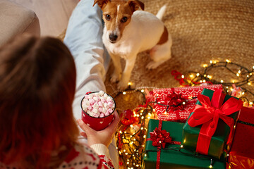 Woman wearing Christmas sweater holding mug of hot chocolate with marshmallows, her Jack Russell Terrier dog sitting near wrapped gifts and glowing lights. Cozy Christmas scene at home