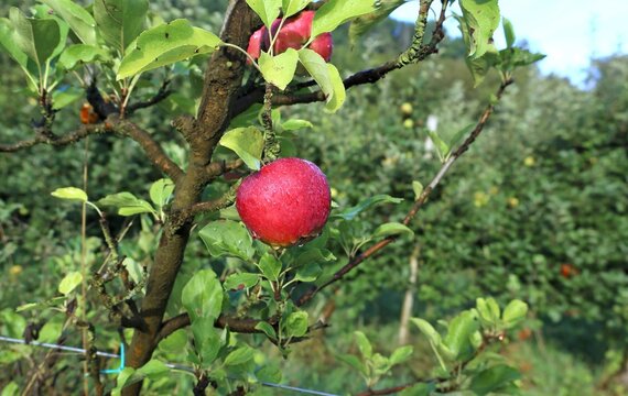 Dewy red apple hanging on tree in an outdoor orchard  at the end of summer