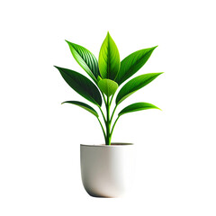 Green houseplant in a decorative pot, showcasing lush foliage and natural growth