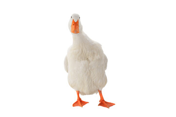 duck isolated on white background