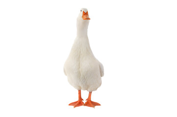 duck isolated on white background