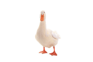 white duck isolated on a white background.