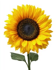 Fototapeta premium Closeup Yellow Sunflower Against White Background