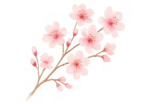 Watercolor painting of a cherry blossom branch with delicate pink flowers and buds, isolated on a transparent background