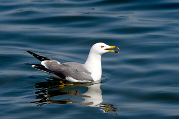 Fototapeta premium A scene from the Larus crassirostris series