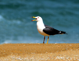 A scene from the Larus crassirostris series

