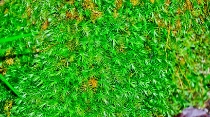 close up view of green moss in tropical forest, jambi, indonesia