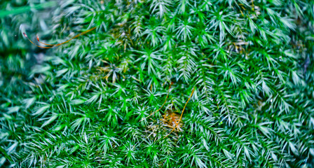 close up view of green moss in tropical forest, jambi, indonesia