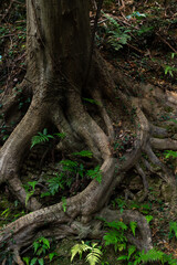 生命力あふれる木の根