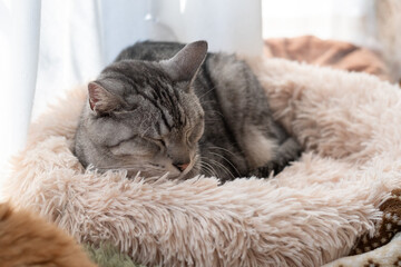 Obraz premium 窓辺で眠る可愛い猫 サバトラ猫