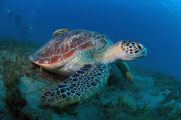 Fototapeta premium sea turtle swimming in the sea