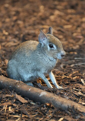 A Chacoan mara sits on the ground. Close-up of a rodent. Chacoan cavy. Dolichotis salinicola.
