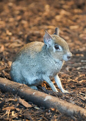 A Chacoan mara sits on the ground. Close-up of a rodent. Chacoan cavy. Dolichotis salinicola.
