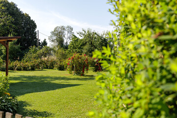 Sunny Garden with Blooming Red Roses
