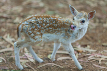 A young deer with spotted fur stands curiously