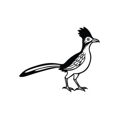Obraz premium Elegant roadrunner bird line art vector illustration on a plain white background