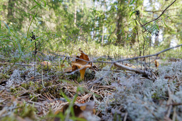 Chanterelle Mushrooms in Forest Moss