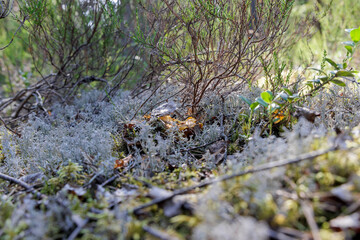 Camouflaged Mushrooms in Forest Lichen