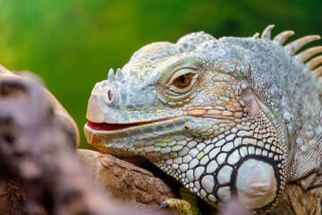 A lizard is laying on a rock with its mouth open