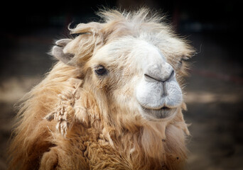 A camel with a white face and brown hair