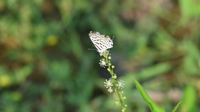 Tarucus balkanicus butterfly. Its common names&nbsp;Balkan Pierrot&nbsp;and &nbsp;little tiger blue. This is a small&nbsp;butterfly&nbsp;that belongs to the&nbsp;lycaenids or blues&nbsp;family.