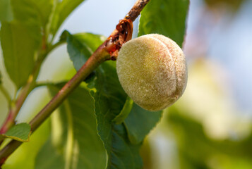 A peach is hanging from a tree branch
