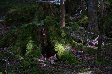 八ヶ岳の森の風景