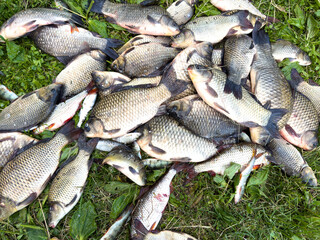 A pile of fish on the grass