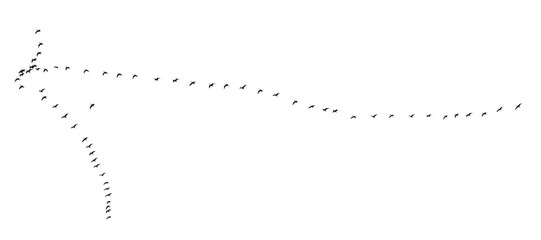 A flock of birds flying in a line