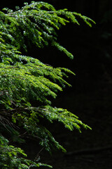 八ヶ岳の森の風景