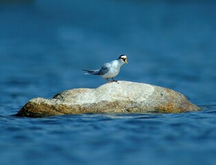 This image shows a little tern resting or flying above water, captured in Korea. This image is part of the Sternula albifrons series.
