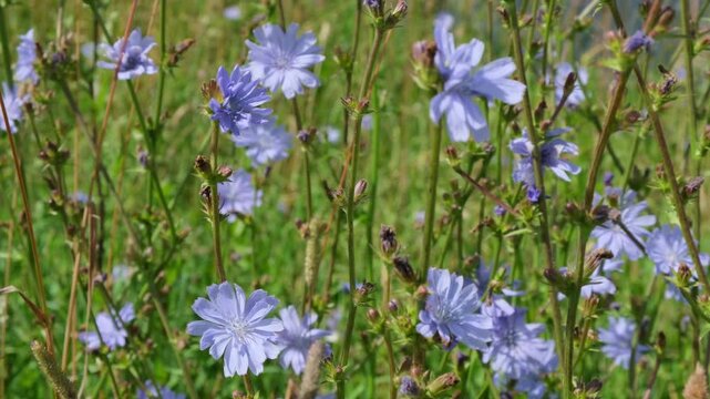 Blue chicory flowers on a field on a summer day move under the gusts of wind. Summer nature background.