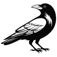 crow on a white background