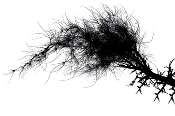 Obraz premium Abstract grayscale artwork resembling a chaotic plant or neural network,