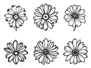 african daisy hand drawn vector