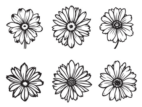 african daisy hand drawn vector