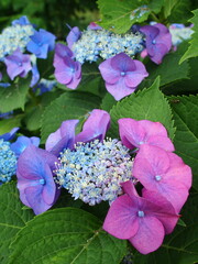 初夏の朝に咲く紫の額紫陽花
