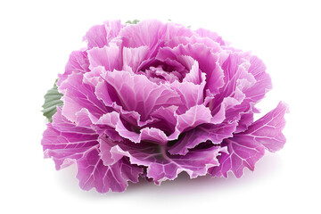 Obraz premium Pink ornamental cabbage flower close up view
