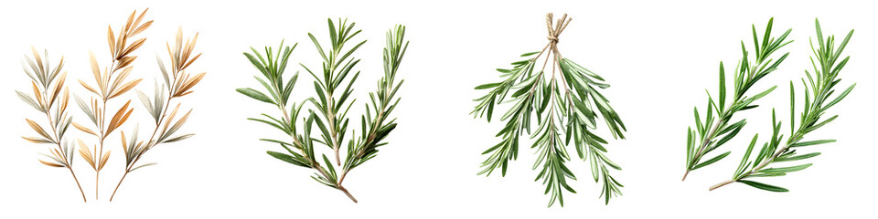 Fototapeta premium Fresh and Dry Rosemary Twigs, Watercolor Illustration Isolated on White Background