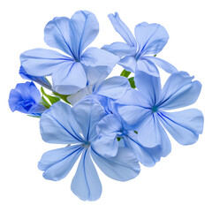 Fototapeta premium Blue Plumbago (Cape Leadwort) Flower Bouquet Isolated on White Background 